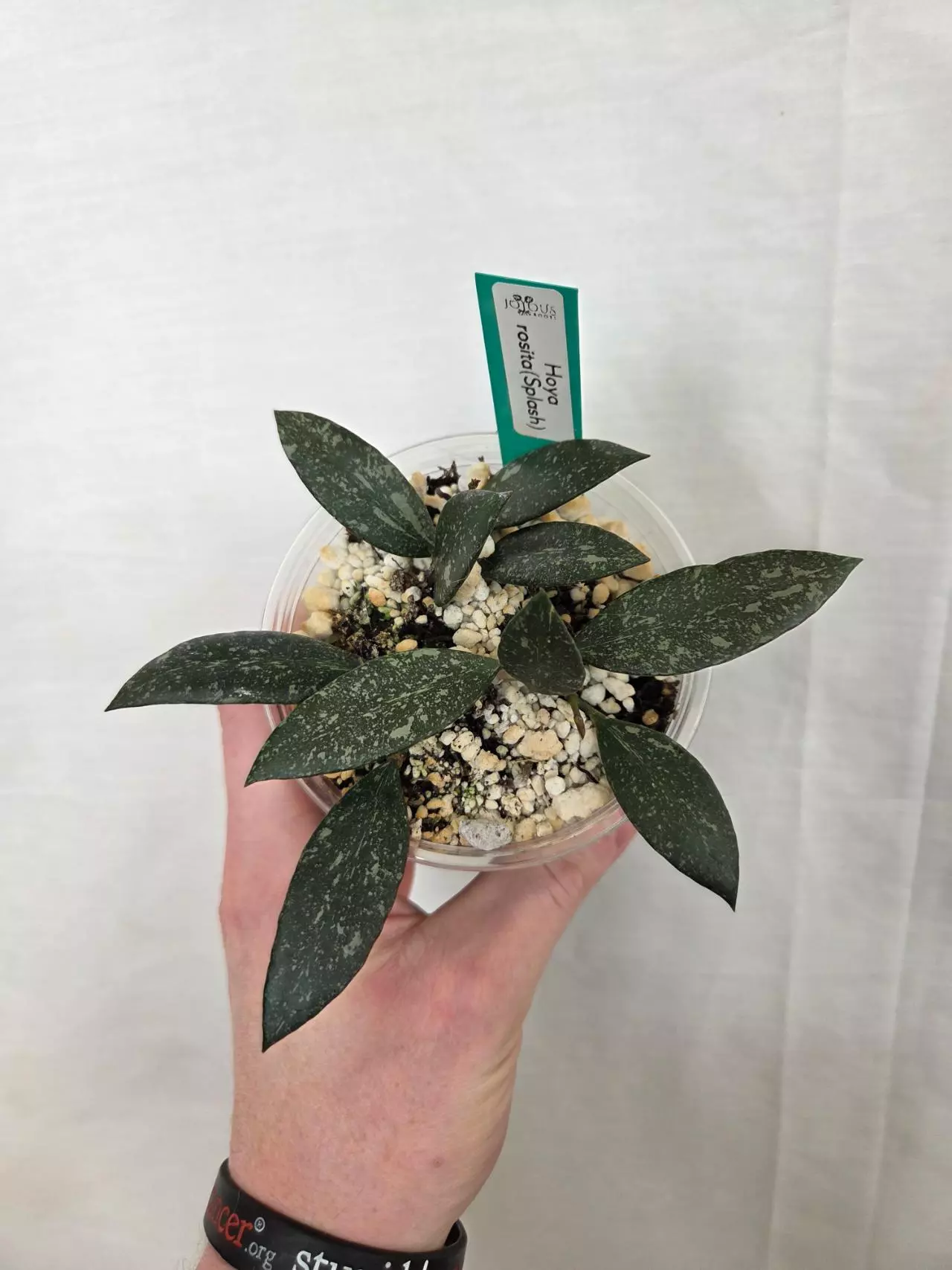 plant/Hoya Rosita Splash-0