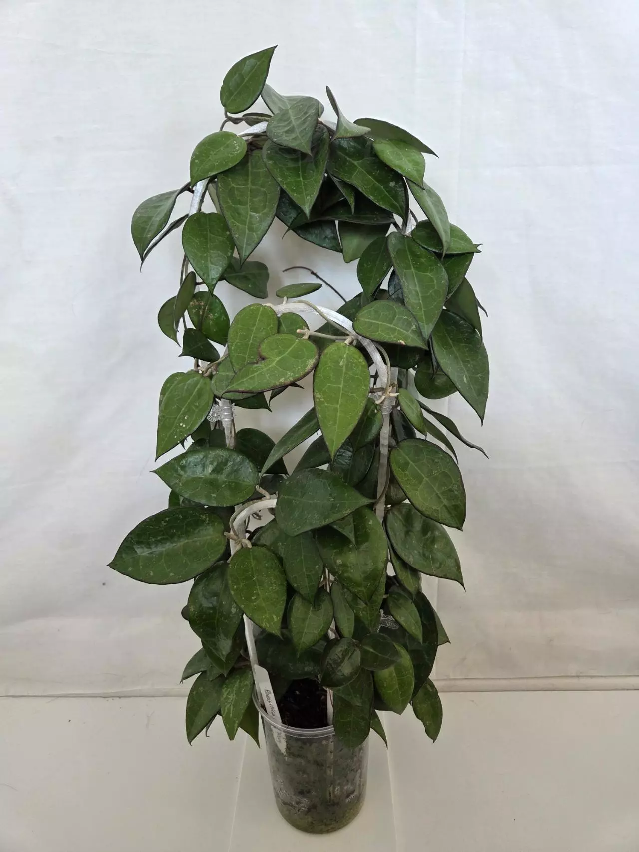 plant/Hoya Parasitica Black Margin-0