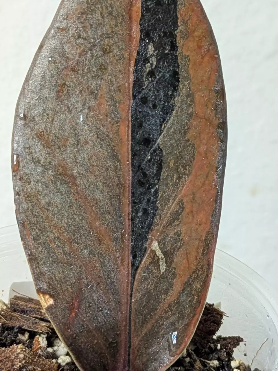 plant/raven zz variegated (Zamioculcas zamiifolia) 0031-2