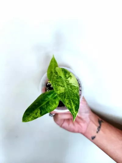 plant/TWO Varigated Longilobas CORM GROWN-0-thumbnail