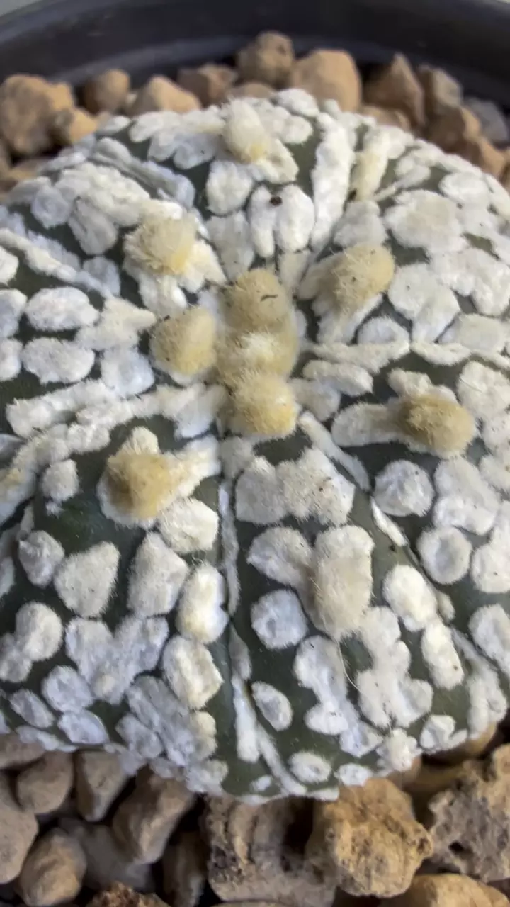plant/Astrophytum Asterias-3