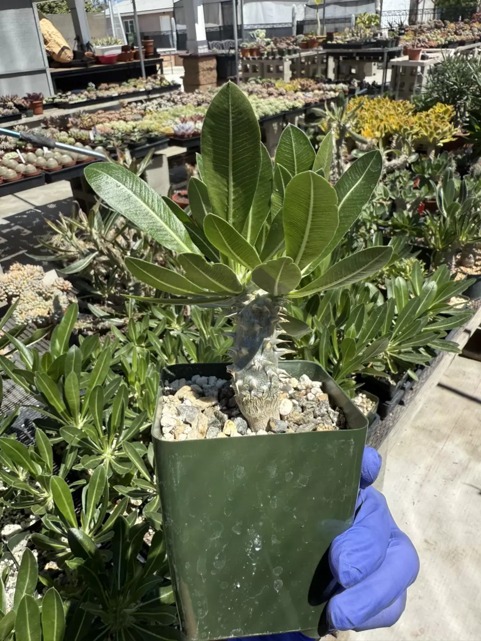 plant/Pachypodium Horembense 3.75" pot-0