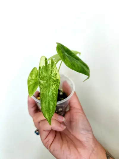 plant/920 TWO Varigated Longiloba CORM GROWN-0-thumbnail