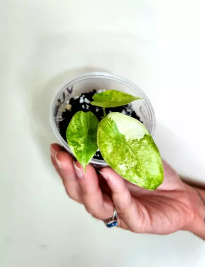 plant/923 TWO Varigated Longilobas CORM GROWN-0-thumbnail