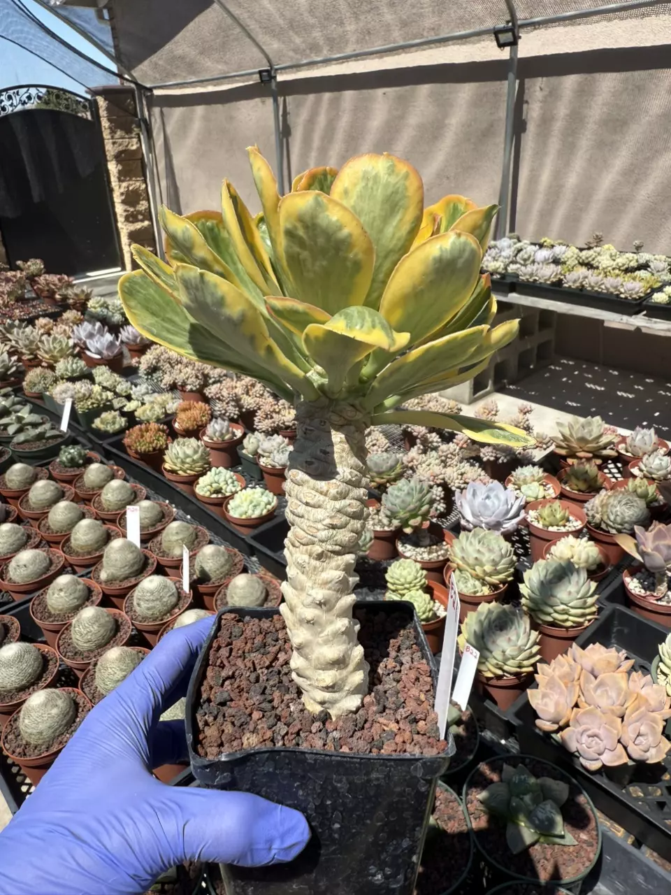 plant/Euphorbia Poisonii variegated 3.75" pot-0