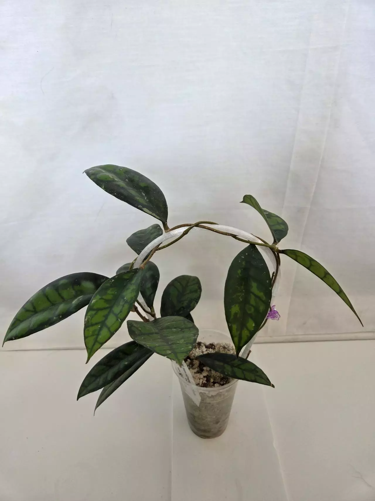 plant/Hoya Callistophylla Black Cat-1