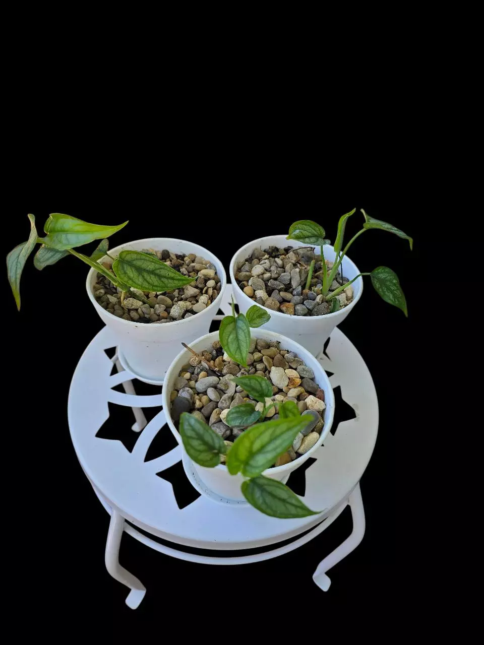 plant/Monstera Siltepecana El Salvador-0