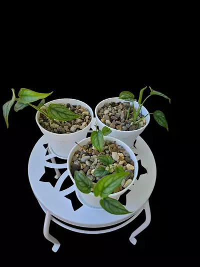 plant/Monstera Siltepecana El Salvador-0-thumbnail