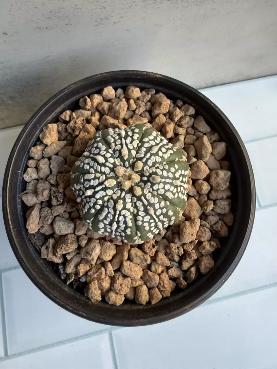 plant/Astrophytum Asterias-1