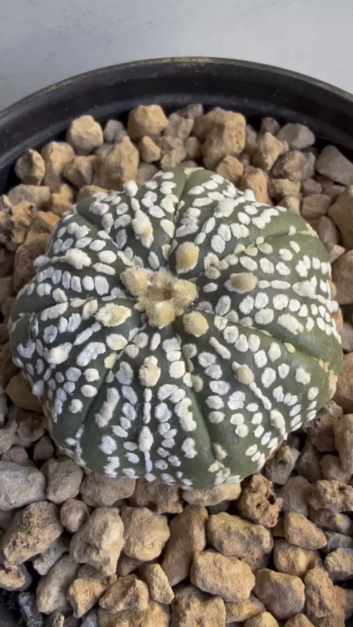 plant/Astrophytum Asterias-4