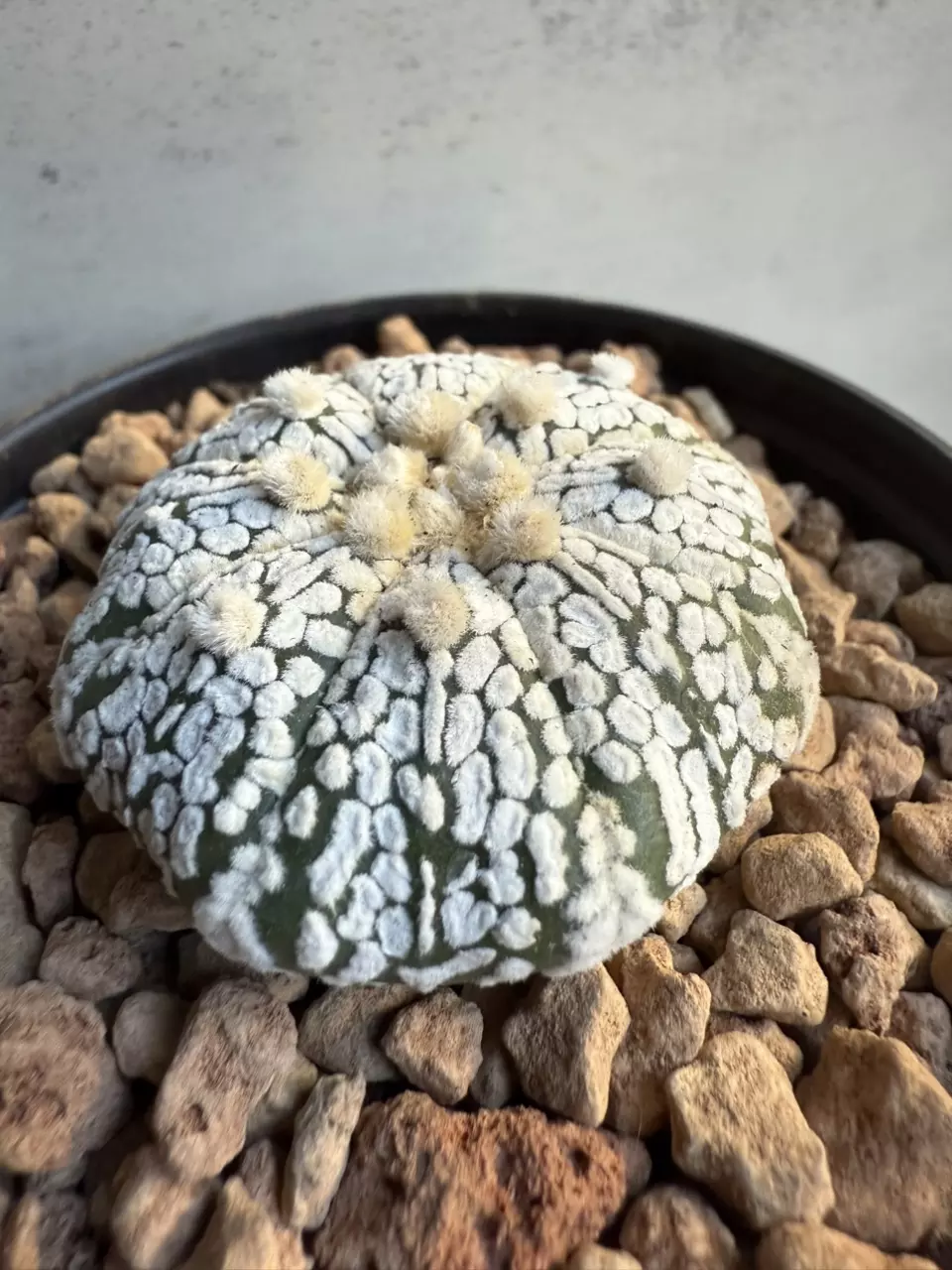 plant/Astrophytum Asterias-1