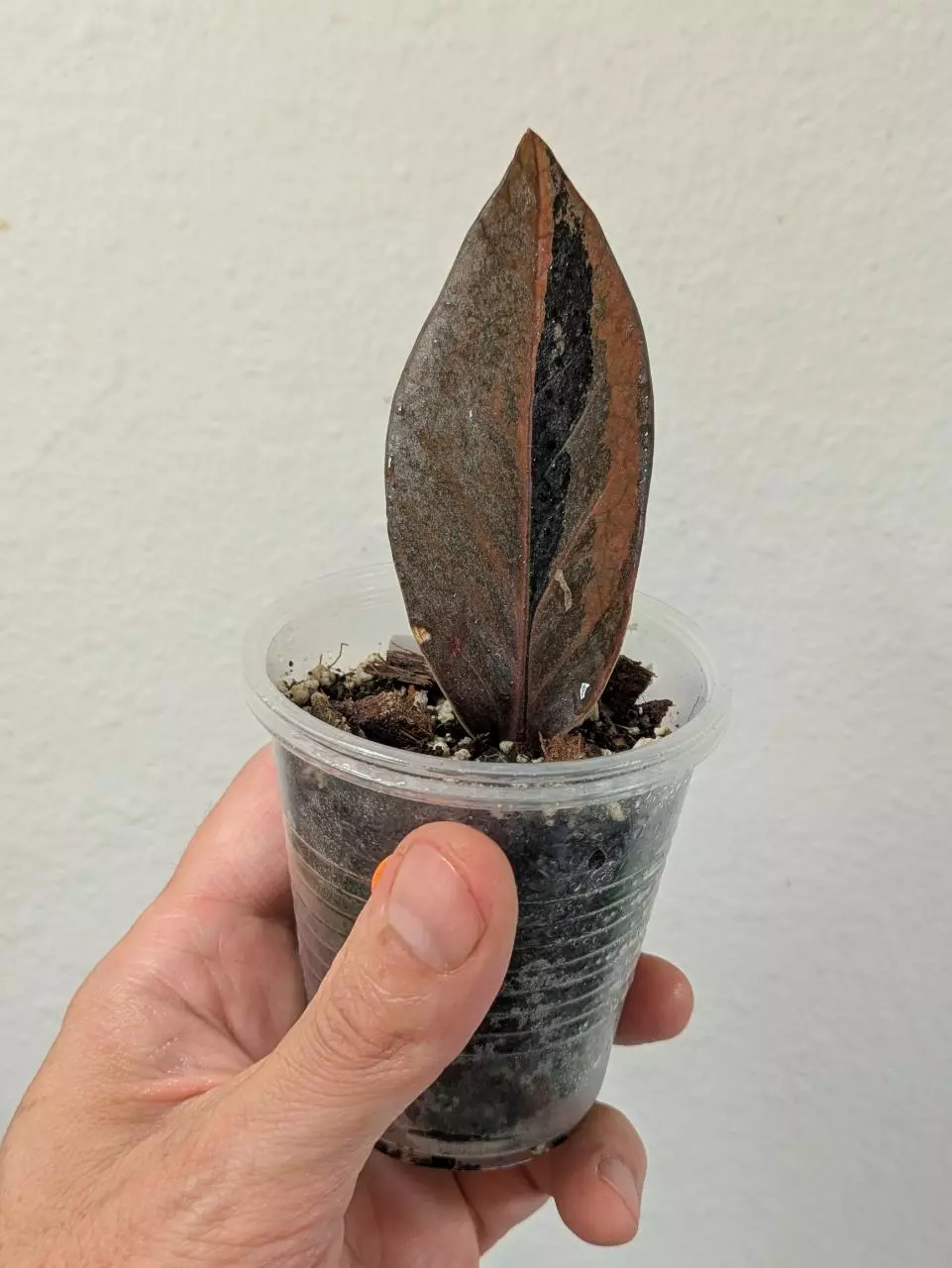 plant/raven zz variegated (Zamioculcas zamiifolia) 0031-0