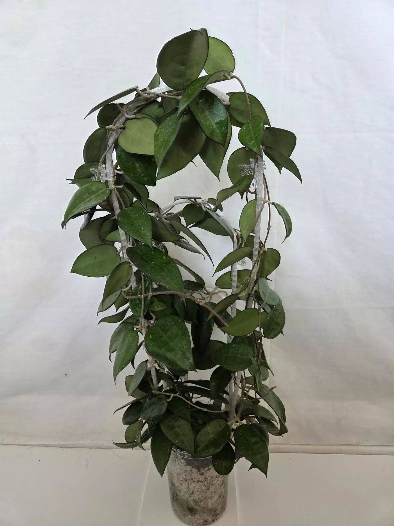 plant/Hoya Parasitica Black Margin-1