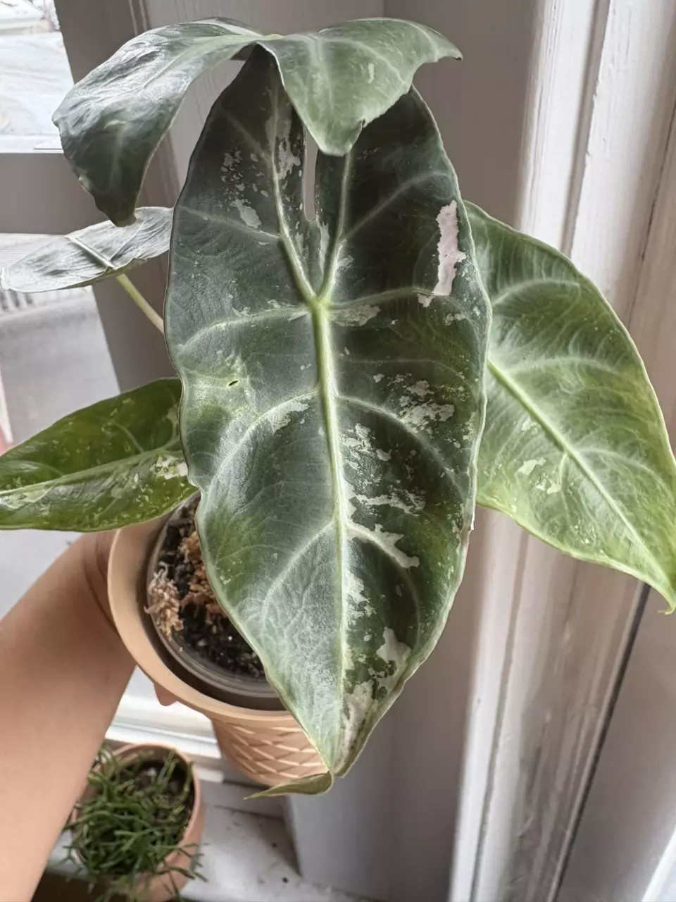 plant/Alocasia Pink Dragon Albo Corms-1