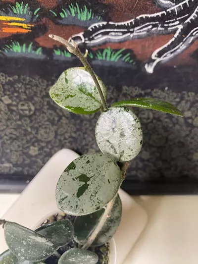 plant/⚡️Hoya Mathilde Splash ⚡️-1-thumbnail