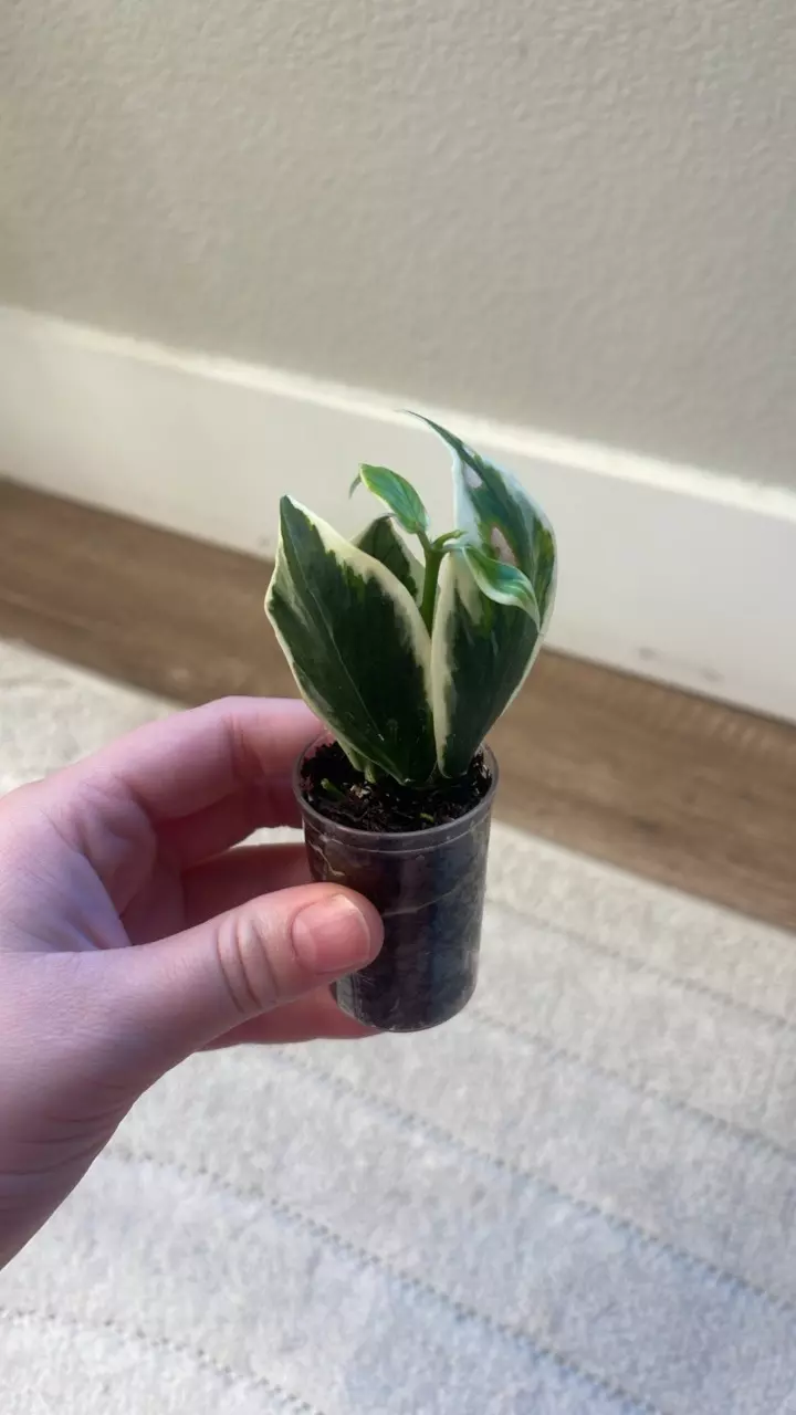 plant/Hoya Polyneura ‘Albo’-1