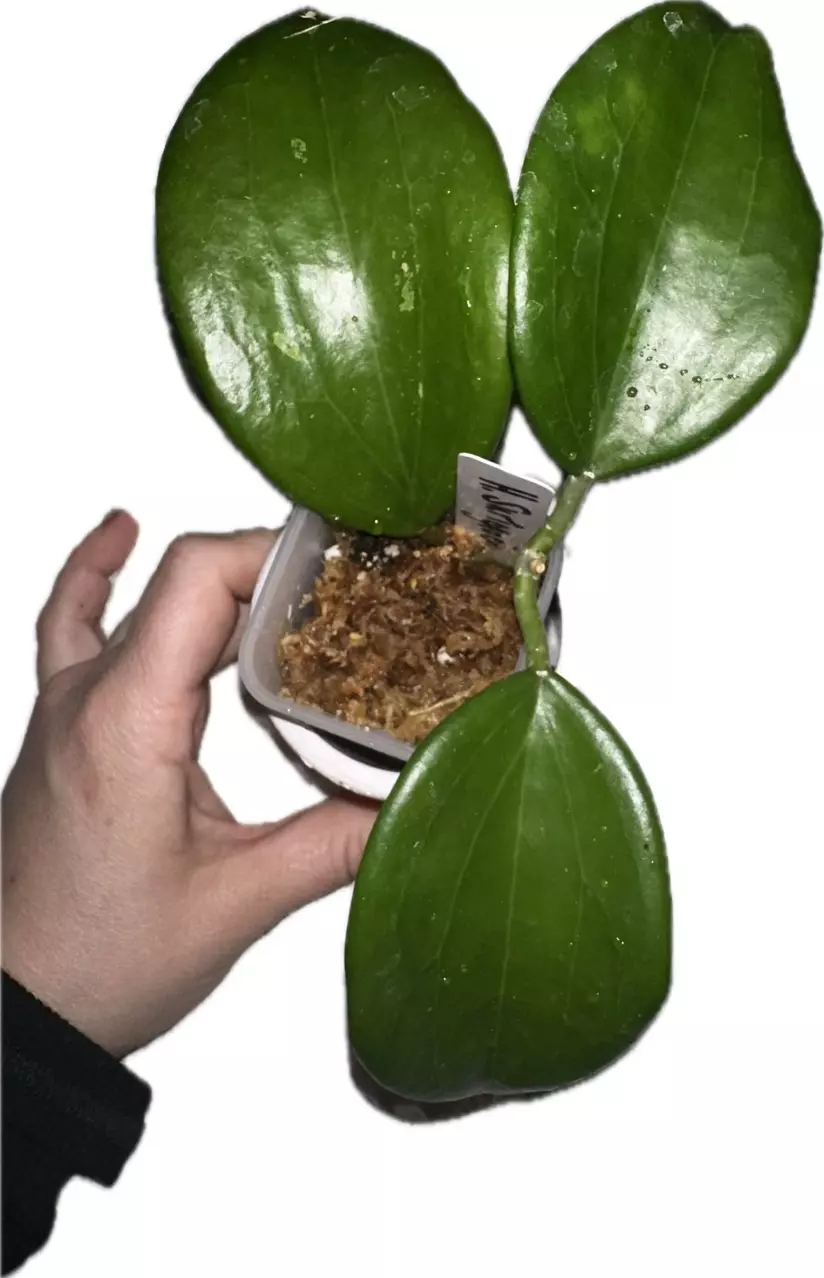 plant/Hoya  Surigaoensis—Free Shipping-0