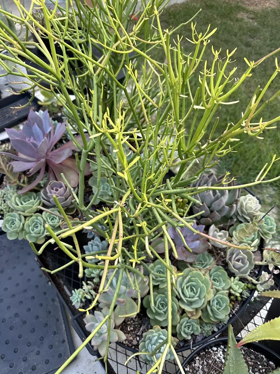 plant/4 cuttings! Fire Stick cuttings- ready to plant-0