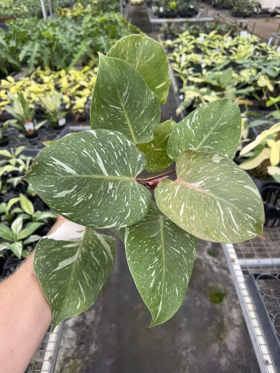 plant/Philodendron white knight marble 4” pot specific plant-1