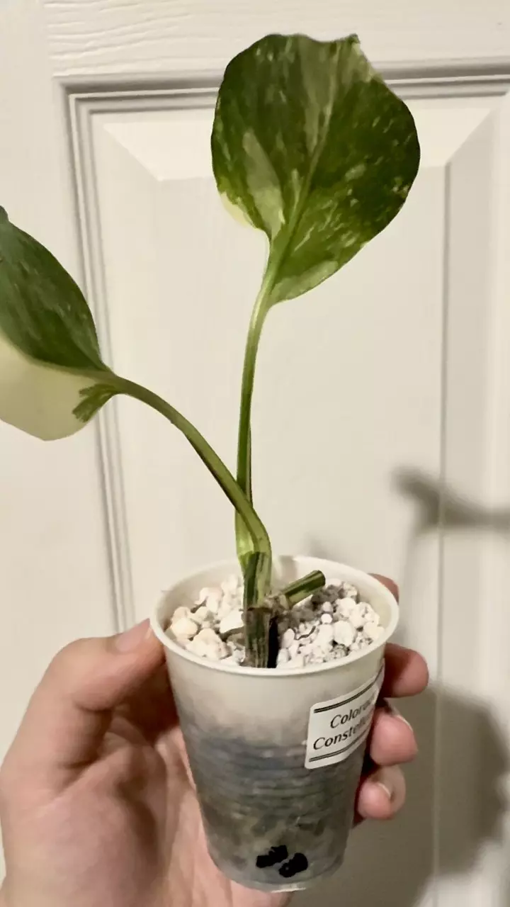 plant/Epipremnum Aurea “Colorado Constellation”-0