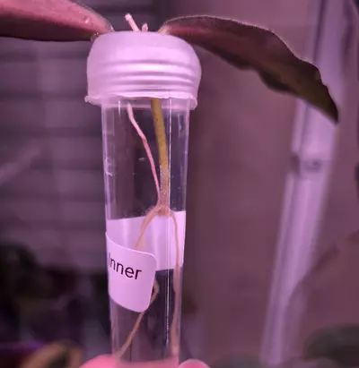 plant/Hoya Sigillatis Inner Variegated-1-thumbnail