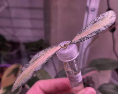 plant/Hoya Sigillatis Inner Variegated-0-thumbnail