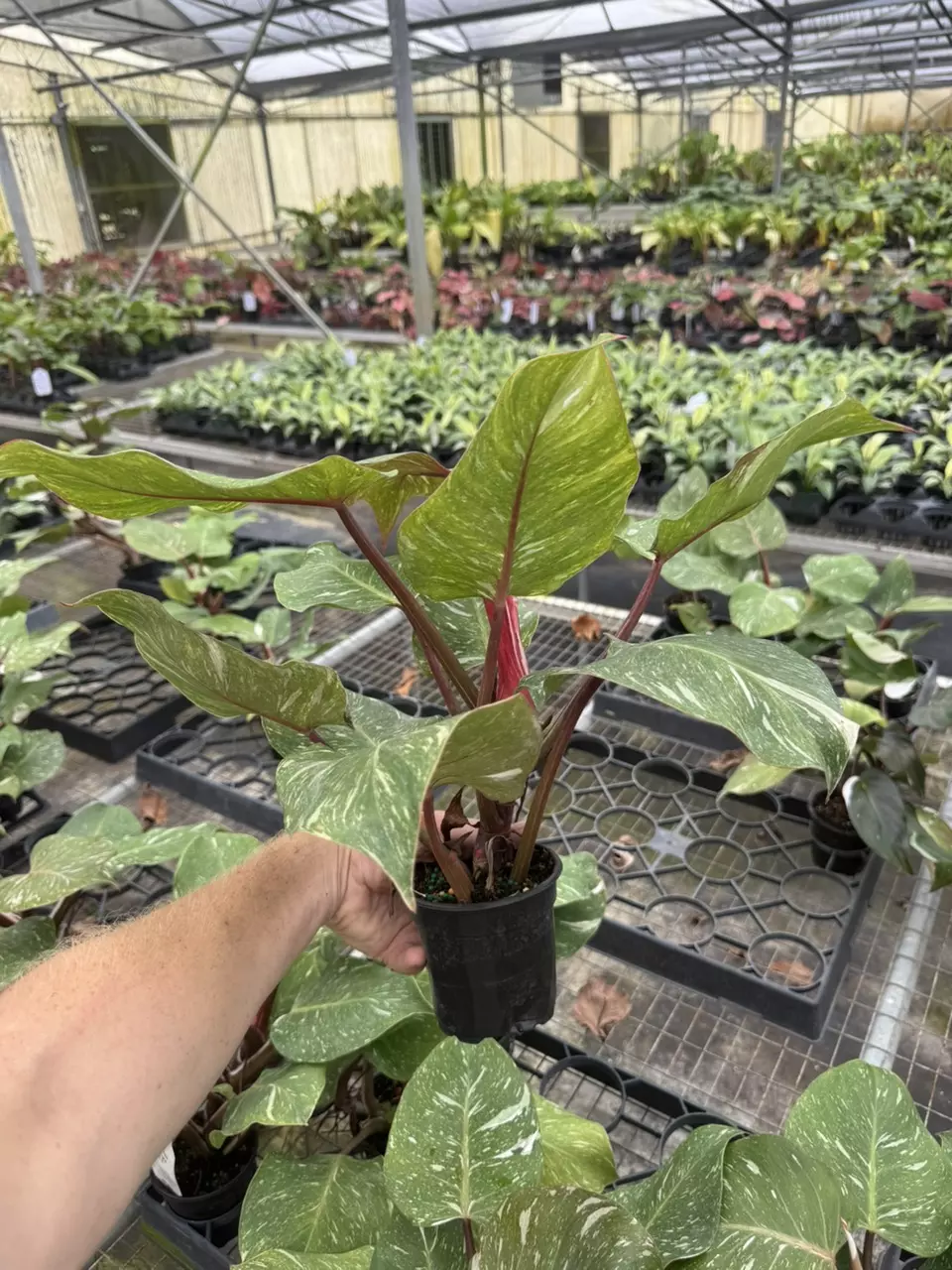 plant/Philodendron white knight marble 4” pot specific plant-6