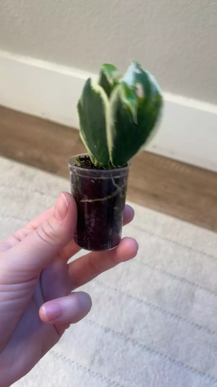 plant/Hoya Polyneura ‘Albo’-0