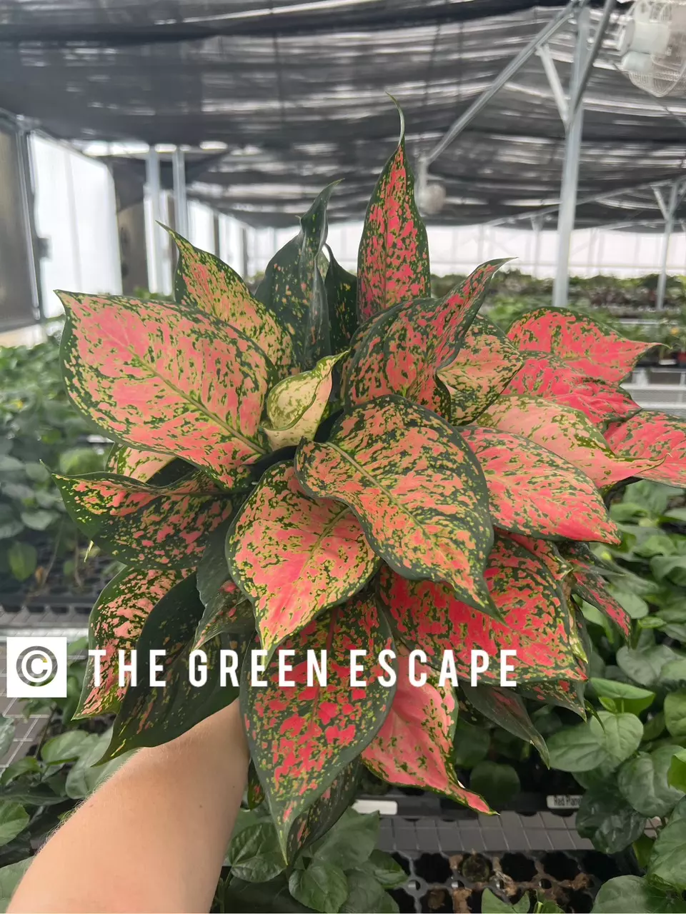 plant/Aglaonema wishes 6” pot growers choice-0