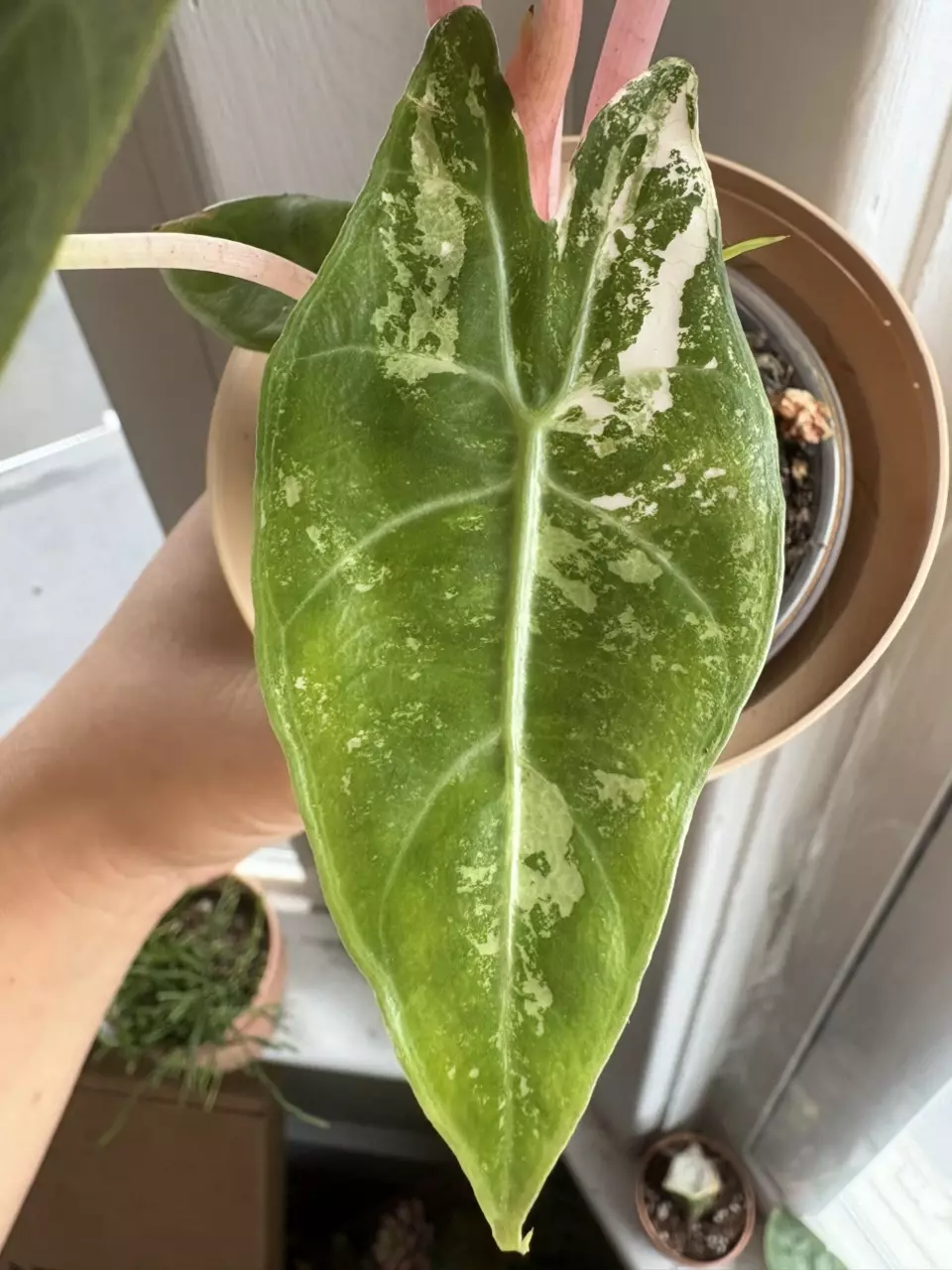 plant/Alocasia Pink Dragon Albo Corms-0