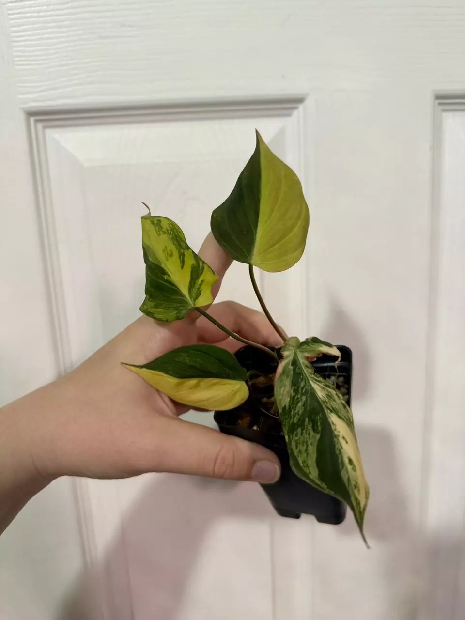 plant/Philodendron Micans Aurea-0