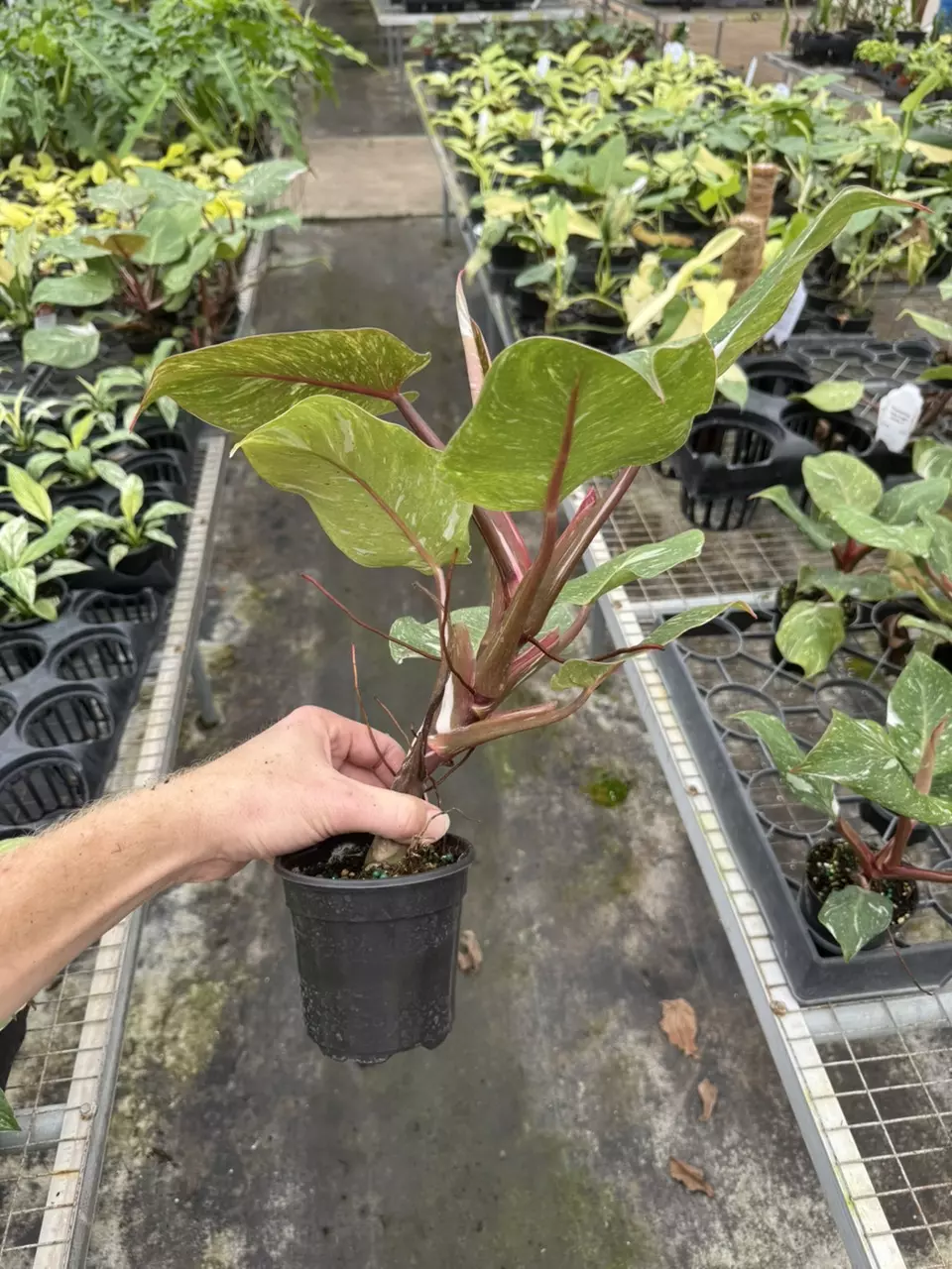 plant/Philodendron white knight marble 4” pot specific plant-6
