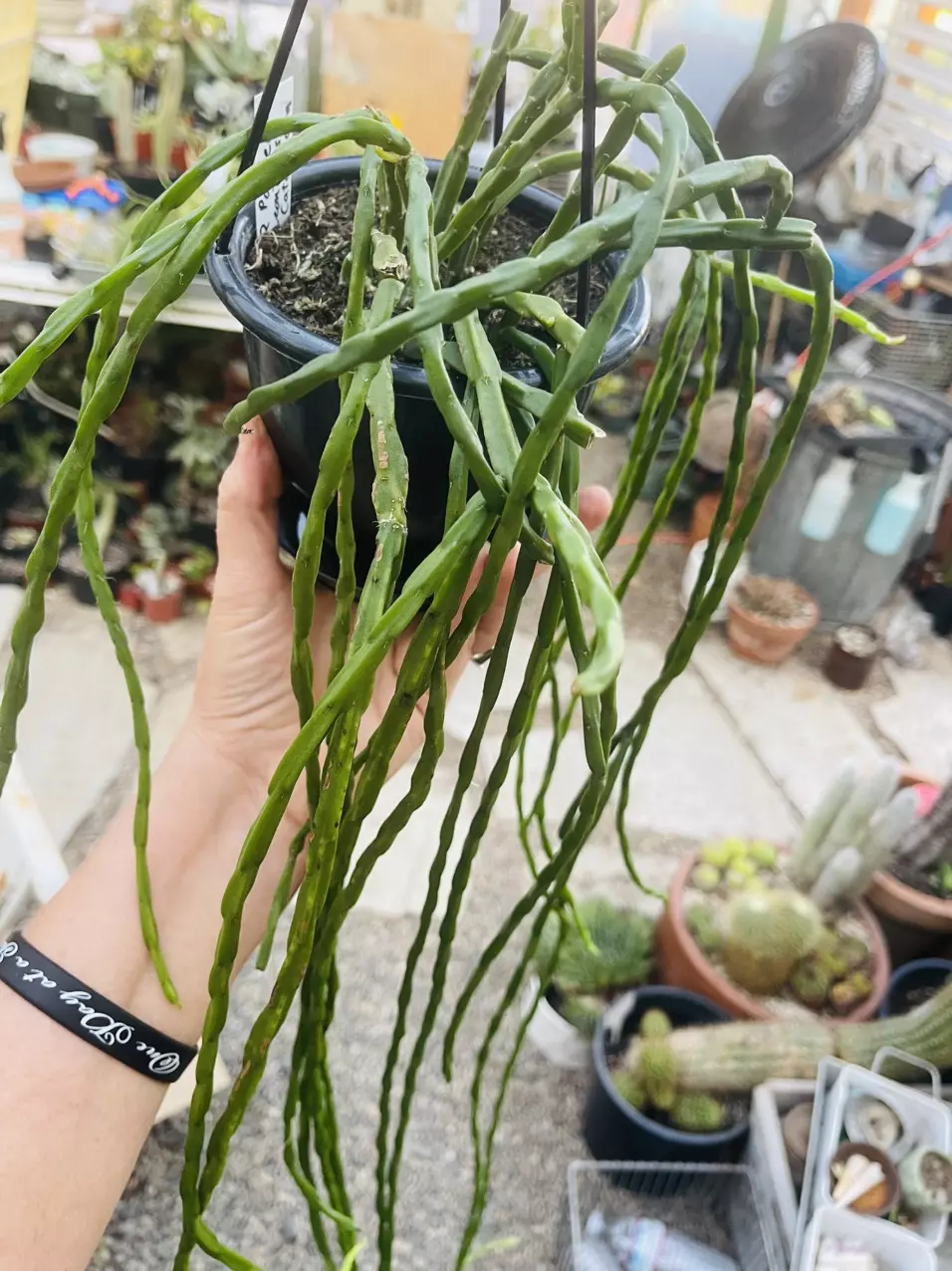 plant/Rhipsalis Pacheco Leonis ssp. Catenulata cutting-1