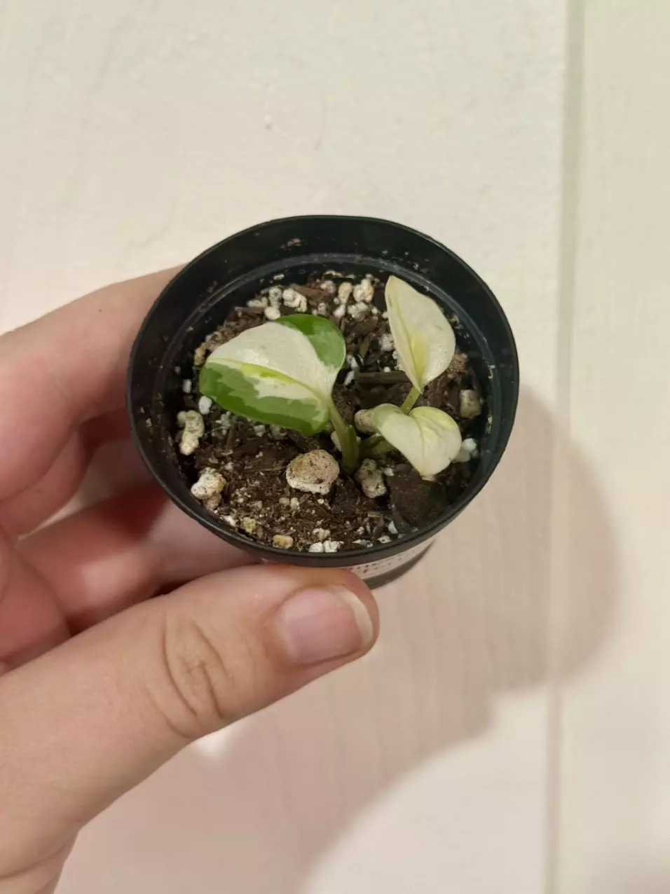 plant/Epipremnum Aurea “Japanese Global”-0