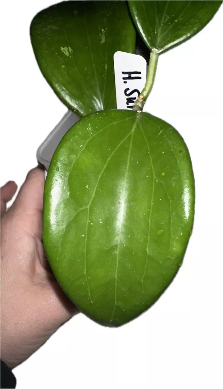 plant/Hoya  Surigaoensis—Free Shipping-1