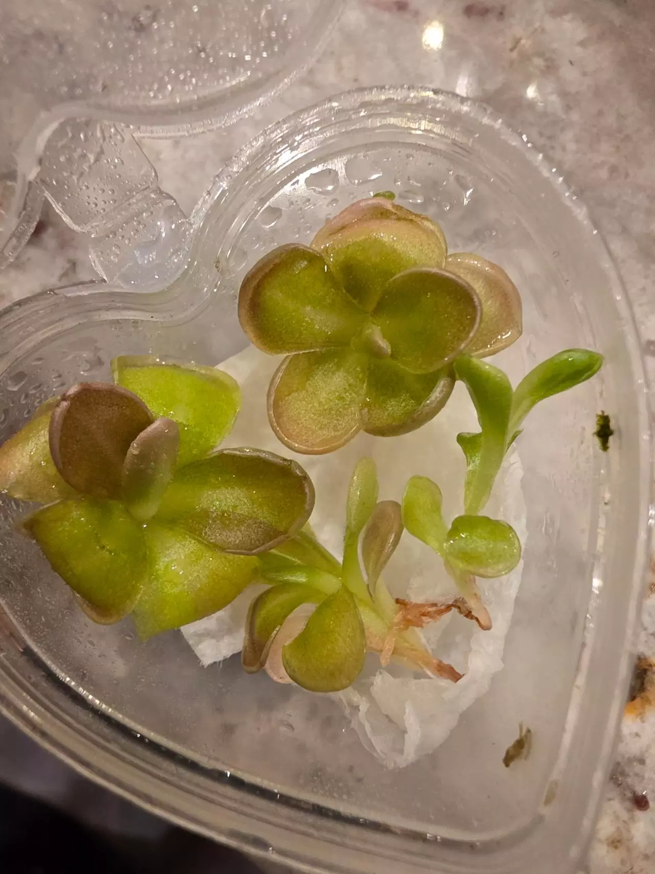 plant/2 pings growers choice -goodbye gnats!-0