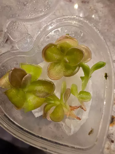 plant/2 pings growers choice -goodbye gnats!-0-thumbnail