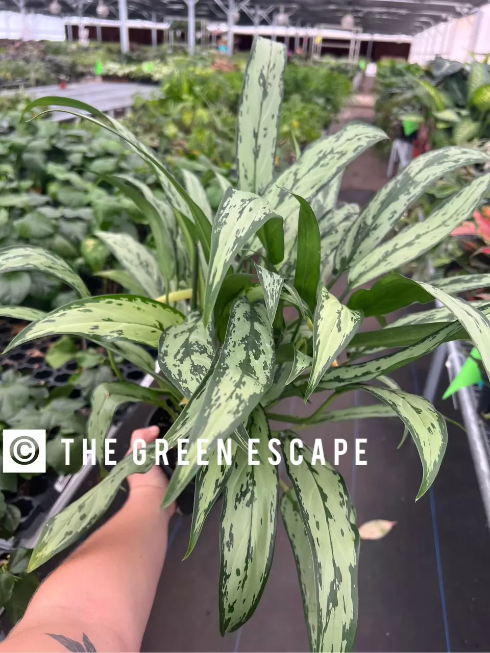plant/Aglaonema cutlass 6” pot growers choice-0