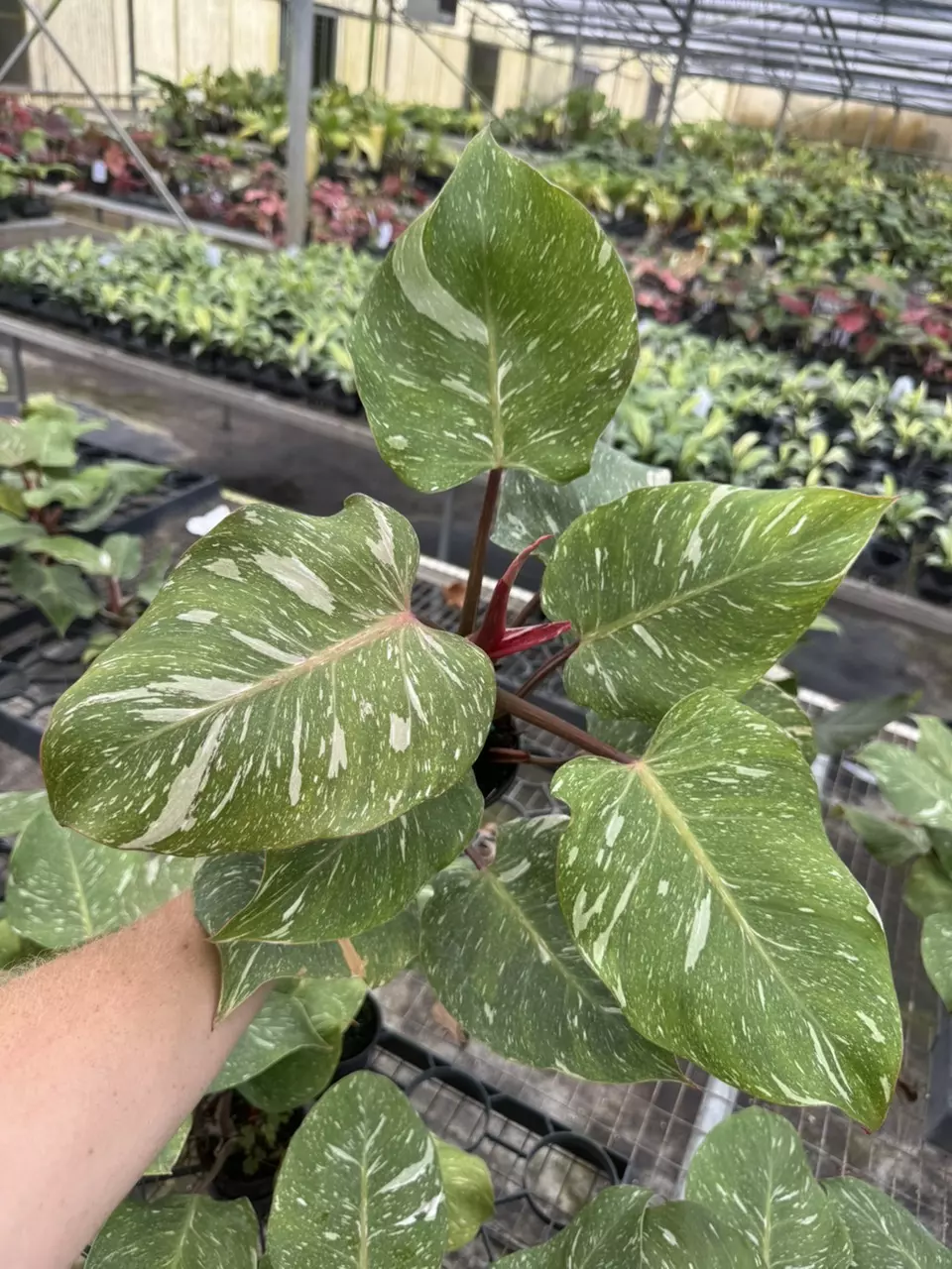 plant/Philodendron white knight marble 4” pot specific plant-0