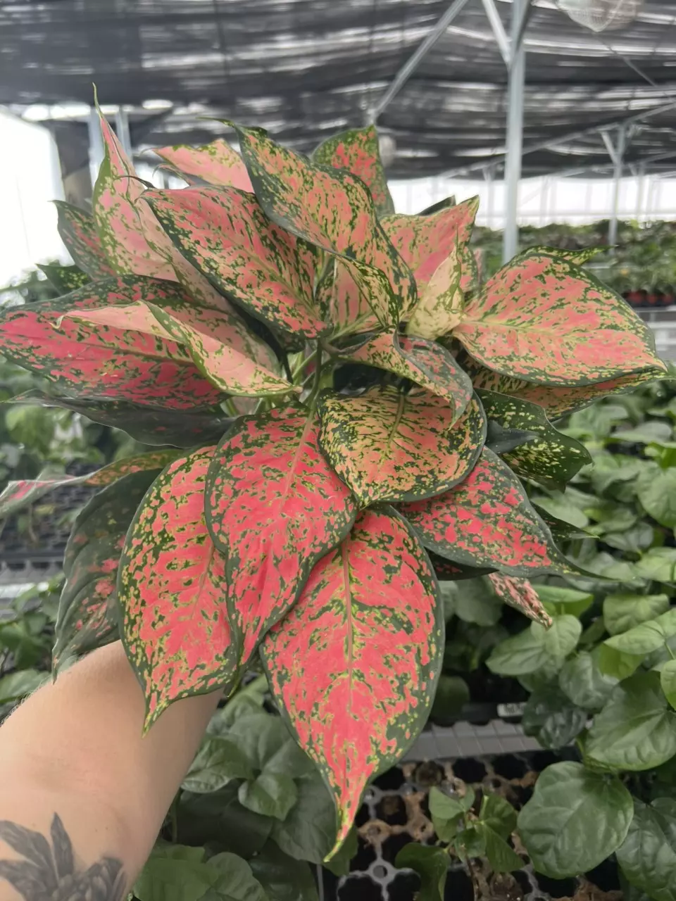plant/Aglaonema wishes 6” pot growers choice-1