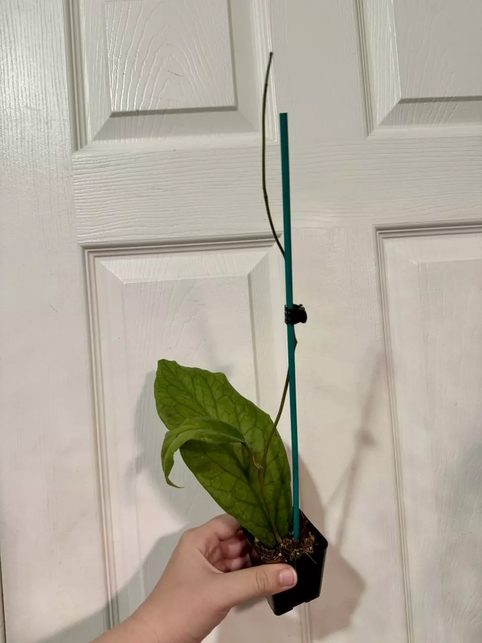 plant/Hoya Vitellinoides-0
