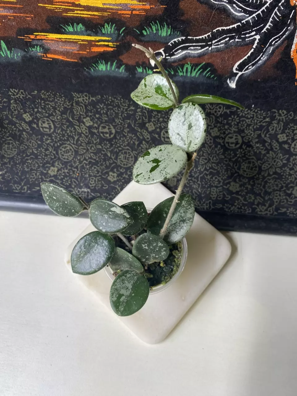 plant/⚡️Hoya Mathilde Splash ⚡️-0