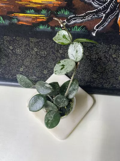plant/⚡️Hoya Mathilde Splash ⚡️-0-thumbnail