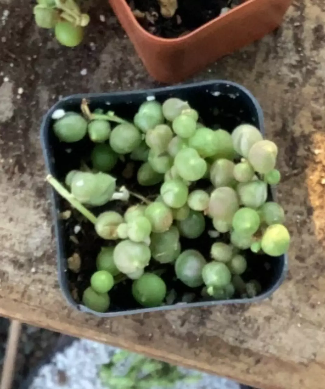 plant/Variegated Pearls 2”-0