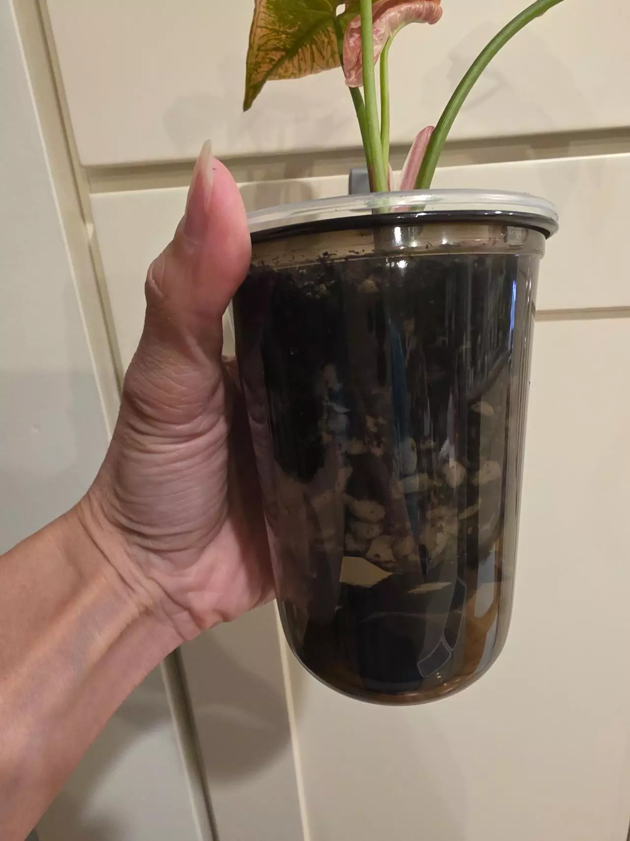 plant/3.5" self-watering cup/pot-0