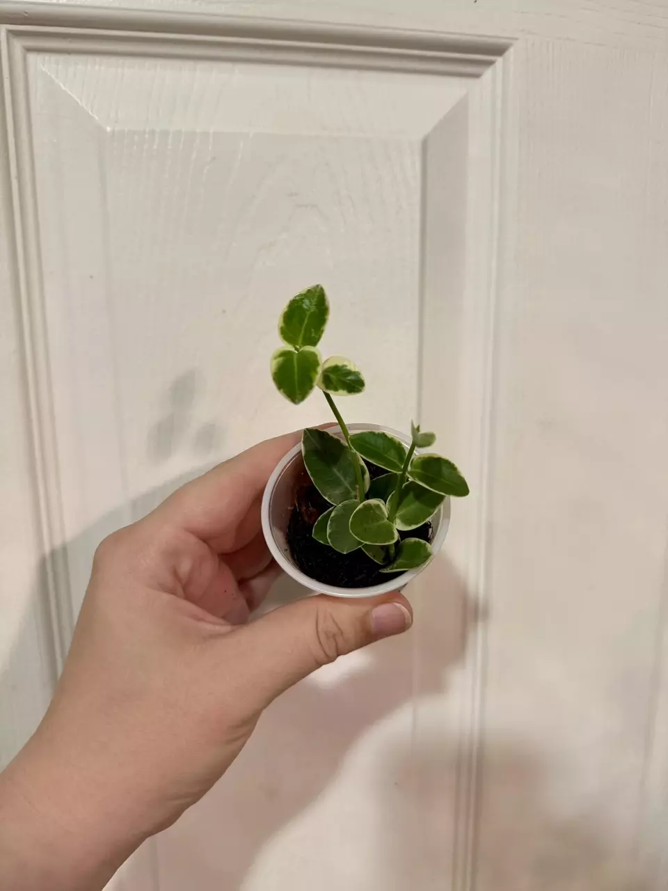 plant/Hoya Cummingiana Albo-0