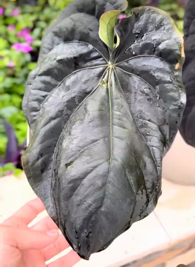 free_shipping/Dressleri rg f1A x carlablackiae Amanda seed-0-thumbnail