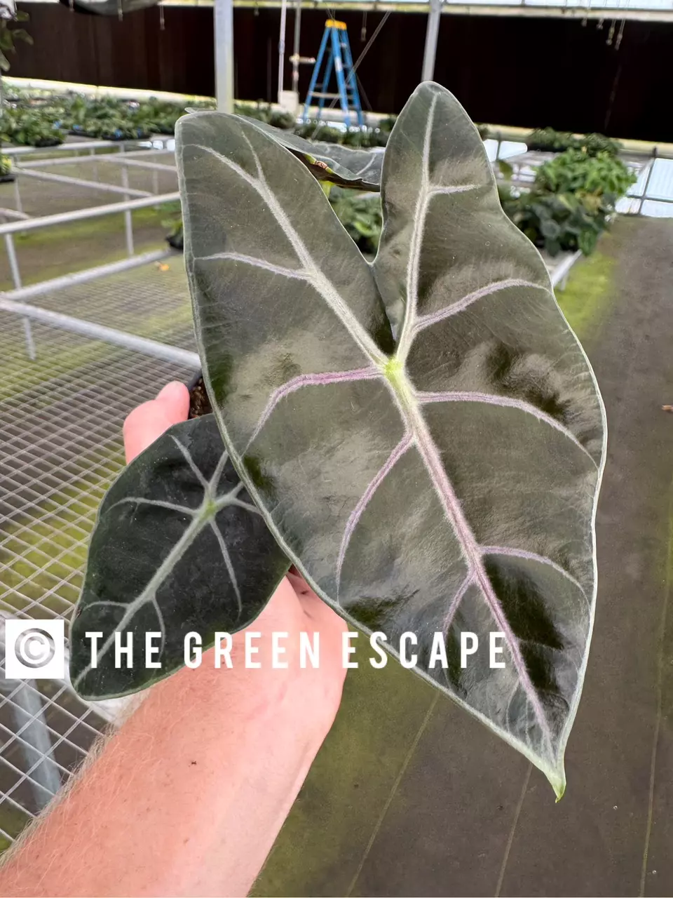 plant/Alocasia watsoniana purple vein 4” pot growers choice-0