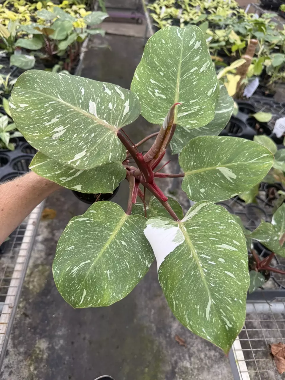 plant/Philodendron white knight marble 4” pot specific plant-0