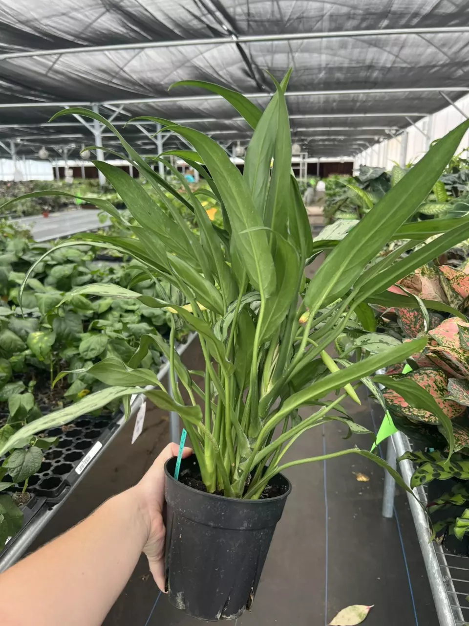 plant/Aglaonema cutlass 6” pot growers choice-5